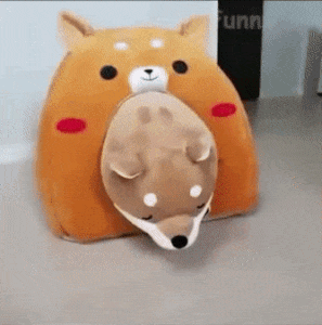 Moving Image Mayhem--Animal Edition