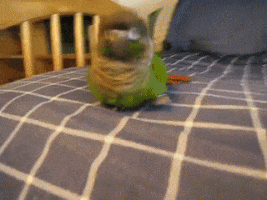 Moving Image Mayhem--Animal Edition