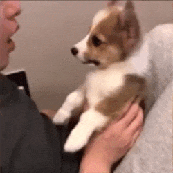 Moving Image Mayhem--Animal Edition