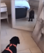 Moving Image Mayhem--Animal Edition