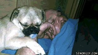 Moving Image Mayhem--Animal Edition