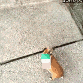 Moving Image Mayhem--Animal Edition