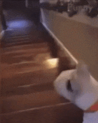 Moving Image Mayhem--Animal Edition