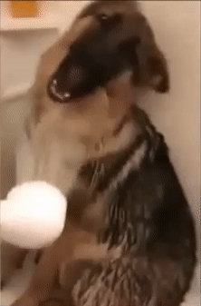 Moving Image Mayhem--Animal Edition