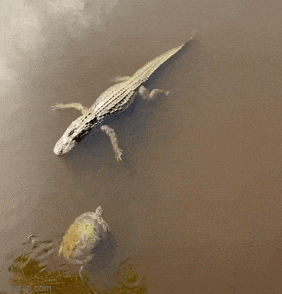 Moving Image Mayhem--Animal Edition