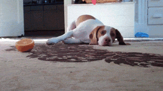 Moving Image Mayhem--Animal Edition