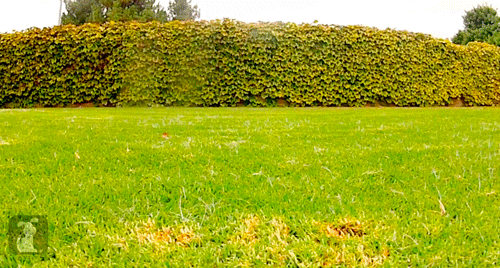 Moving Image Mayhem--Animal Edition