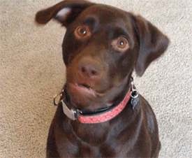 Moving Image Mayhem--Animal Edition