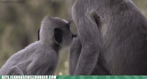 Moving Image Mayhem--Animal Edition