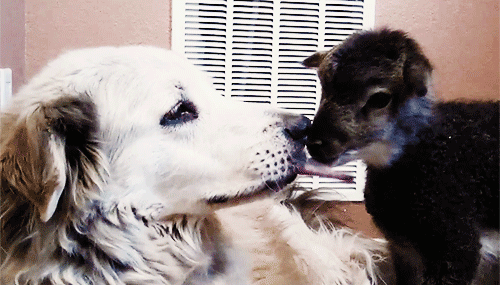 Moving Image Mayhem--Animal Edition