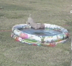 Moving Image Mayhem--Animal Edition