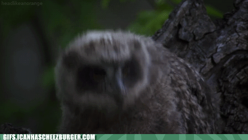 Moving Image Mayhem--Animal Edition