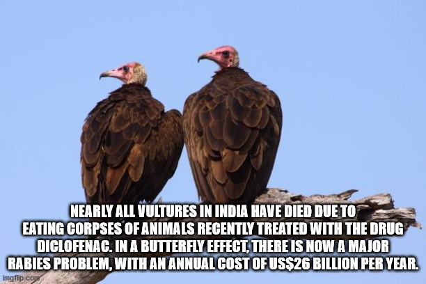 interesting facts - fun facts - fauna - Nearly All Vultures In India Have Died Due To Eating Corpses Of Animals Recently Treated With The Drug Diclofenac. In A Butterfly Effect, There Is Now A Major Rabies Problem, With An Annual Cost Of Us$26 Billion Per
