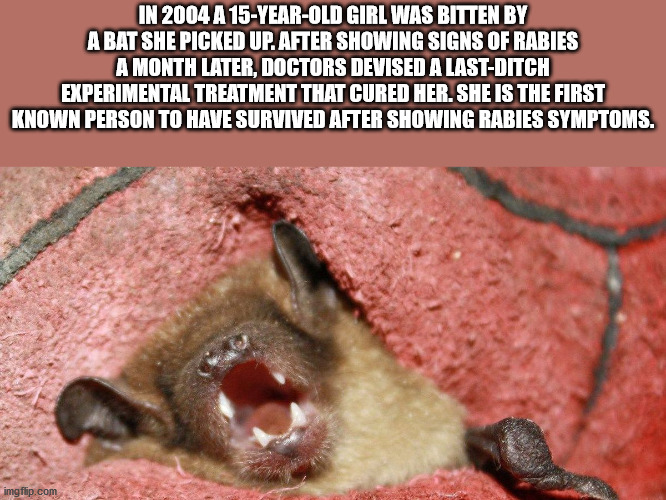 interesting facts - fun facts - penis monster - In 2004 A 15YearOld Girl Was Bitten By A Bat She Picked Up. After Showing Signs Of Rabies A Month Later, Doctors Devised A LastDitch Experimental Treatment That Cured Her. She Is The First Known Person To Ha