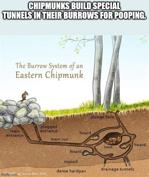 interesting facts - fun facts - chipmunk burrow - Chipmunks Build Special Tunnels In Their Burrows For Pooping. The Burrow System of an Eastern Chipmunk plunge hole plugged entrance main entrance hoard main run hoard nest hoard topsoil dense hardpan drain