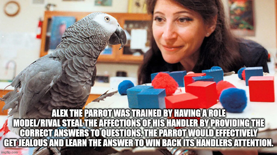 interesting facts - fun facts - alex the parrot - o Alex The Parrot Was Trained By Having A Role ModelRival Steal The Affections Of His Handler By Providing The Correct Answers To Questions. The Parrot Would Effectively Get Jealous And Learn The Answer To