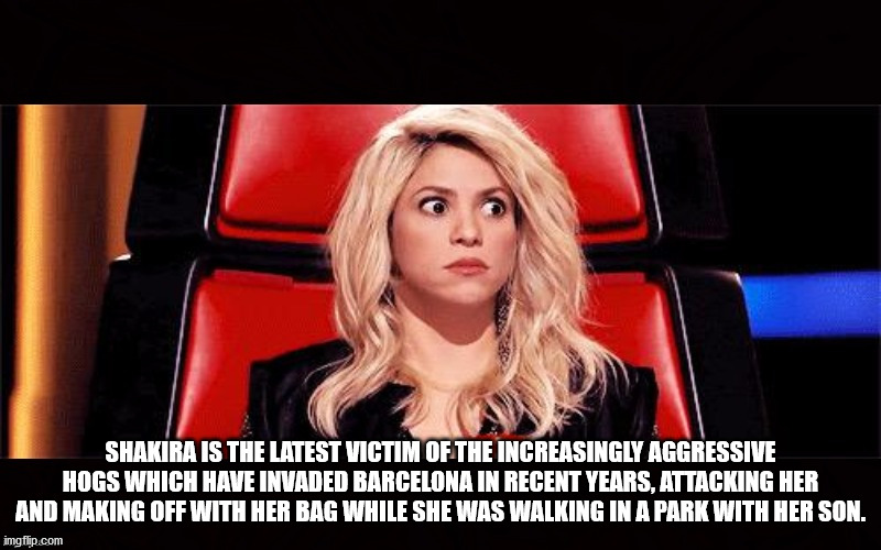 shakira meme - Shakira Is The Latest Victim Of The Increasingly Aggressive Hogs Which Have Invaded Barcelona In Recent Years, Attacking Her And Making Off With Her Bag While She Was Walking In A Park With Her Son. imgflip.com