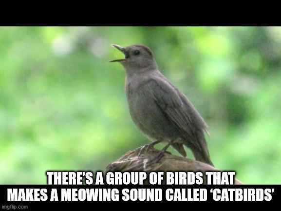 nrsa - There'S A Group Of Birds That Makes A Meowing Sound Called "Catbirds' imgflip.com