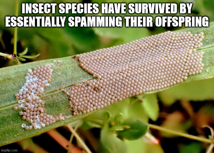 shower thoughts - dzmm teleradyo - Insect Species Have Survived By Essentially Spamming Their Offspring imgflip.com