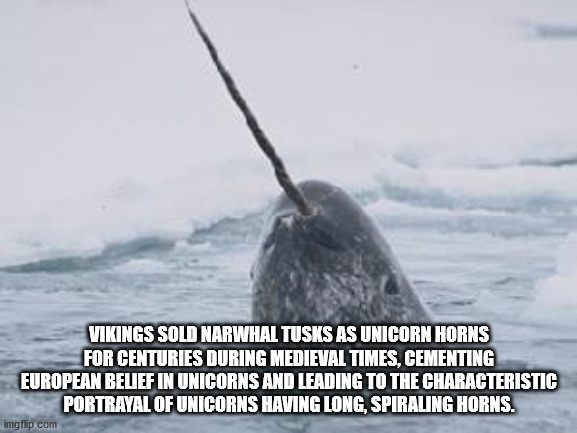 fun facts - marine mammal - Vikings Sold Narwhal Tusks As Unicorn Horns For Centuries During Medieval Times, Cementing European Belief In Unicorns And Leading To The Characteristic Portrayal Of Unicorns Having Long, Spiraling Horns. imgflip.com