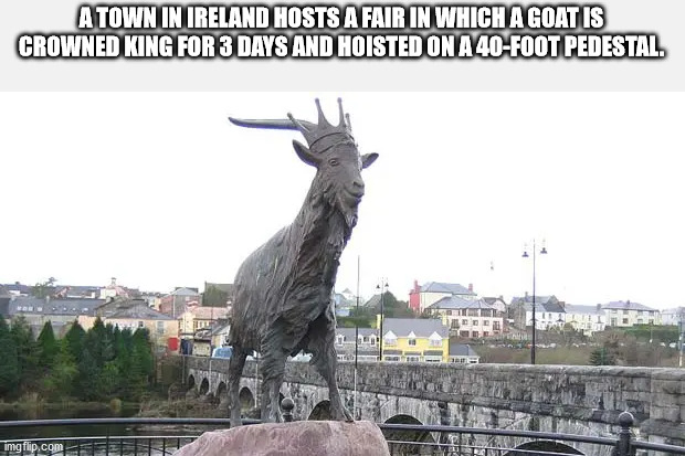 fun facts - killorglin - A Town In Ireland Hosts A Fair In Which A Goat Is Crowned King For 3 Days And Hoisted On A 40Foot Pedestal. imgflip.com