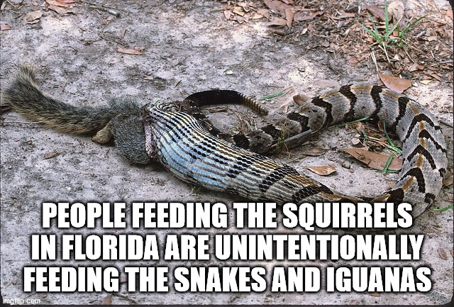 fallsview tourist area - People Feeding The Squirrels In Florida Are Unintentionally Feeding The Snakes And Iguanas imgflip.com