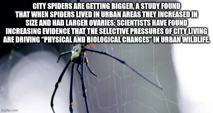 tailored suit is to women - City Spiders Are Getting Bigger, A Study Found That When Spiders Lived In Urban Areas They Increased In Size And Had Larger Ovaries Scientists Have Found Increasing Evidence That The Selective Pressures Of City Living Are Drivi