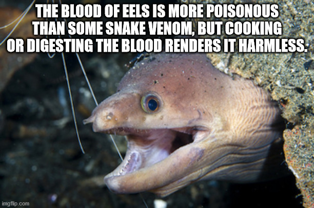 Eels - The Blood Of Eels Is More Poisonous Than Some Snake Venom, But Cooking Or Digesting The Blood Renders It Harmless. imgflip.com