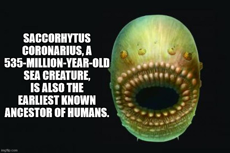 comedy and magic club - Saccorhytus Coronarius, A 535MillionYearOld Sea Creature, Is Also The Earliest Known Ancestor Of Humans. imgflip.com
