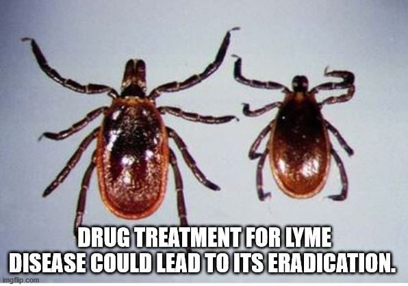 Deer tick - Drug Treatment For Lyme Disease Could Lead To Its Eradication. imgflip.com