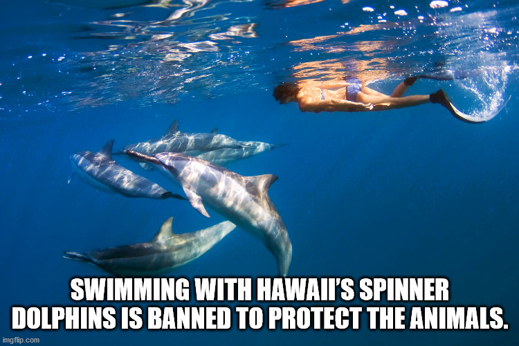 hawaii spinner dolphins - Swimming With Hawaii'S Spinner Dolphins Is Banned To Protect The Animals. imgflip.com