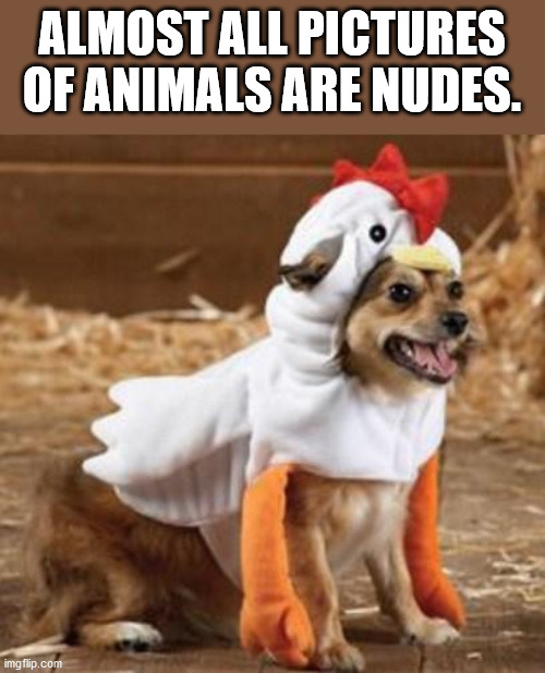 dog dressed up as a chicken - Almost All Pictures Of Animals Are Nudes. imgflip.com