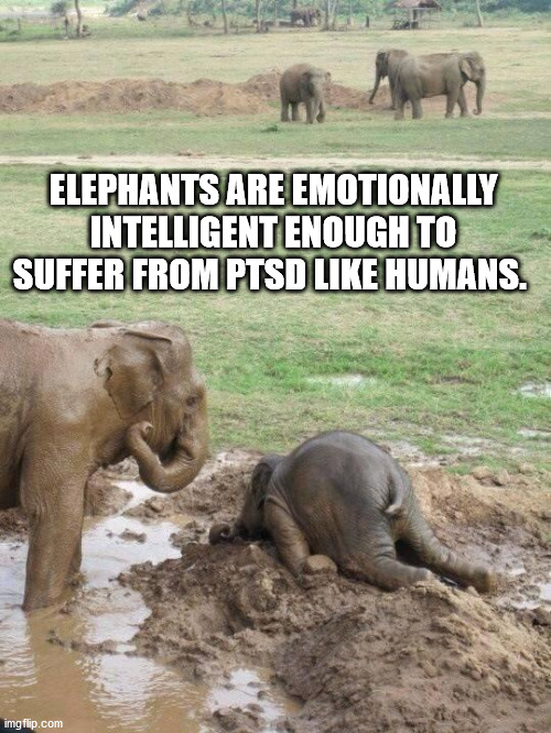 fun facts - interesting facts - funny elephant memes - Elephants Are Emotionally Intelligent Enough To Suffer From Ptsd Humans. imgflip.com