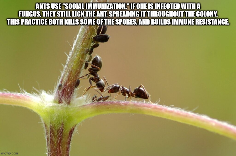 fun facts - interesting facts - wild insect - Ants Use "Social Immunization." If One Is Infected With A Fungus, They Still Lick The Ant, Spreading It Throughout The Colony. This Practice Both Kills Some Of The Spores, And Builds Immune Resistance. imgflip