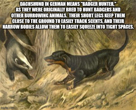 fun facts - interesting facts - Dachshund In German Means "Badger Hunter," As They Were Originally Bred To Hunt Badgers And Other Burrowing Animals. Their Short Legs Keep Them Close To The Ground To Easily Track Scents, And Their Narrow Bodies Allow Them 