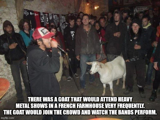 fun facts - interesting facts - goat rap battle - Sph There Was A Goat That Would Attend Heavy Metal Shows In A French Farmhouse Very Frequently. The Goat Would Join The Crowd And Watch The Bands Perform. imgflip.com