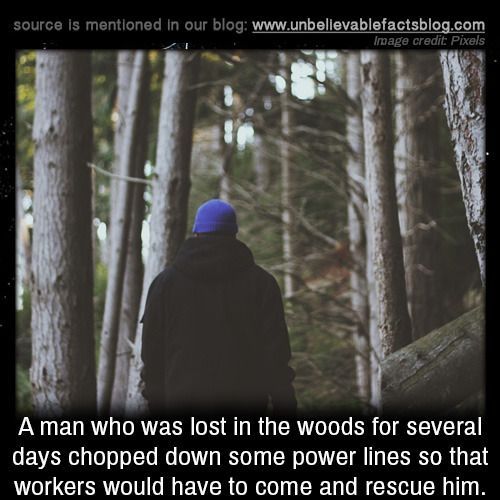 fun facts - factoids - interesting facts - tree - source is mentioned in our blog Image credit Pixels A man who was lost in the woods for several days chopped down some power lines so that workers would have to come and rescue him.