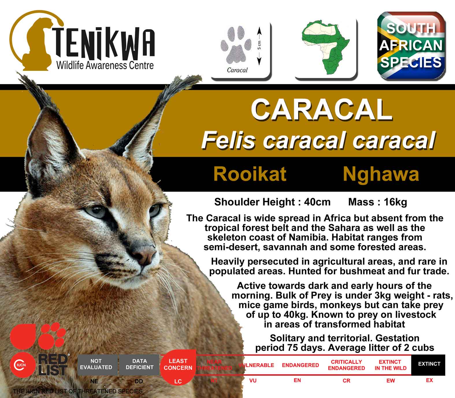 fun facts - factoids - interesting facts - caracal fact sheet - Tenikwa South African Species Wildlife Awareness Centre Caracal Caracal Felis caracal caracal Rooikat Nghawa Shoulder Height 40cm Mass 16kg The Caracal is wide spread in Africa but absent fro