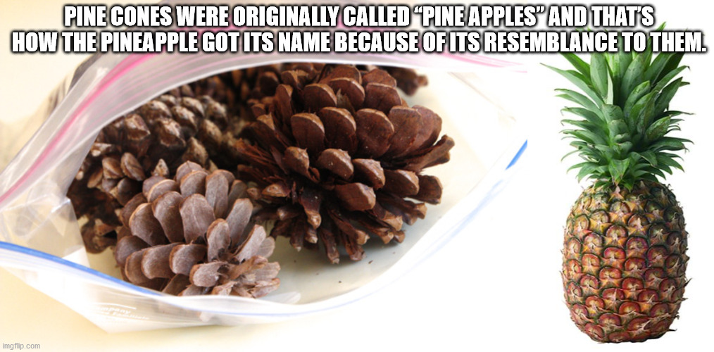 pine nut - Pine Cones Were Originally Called Pine Apples And That'S How The Pineapple Got Its Name Because Of Its Resemblance To Them. imgflip.com