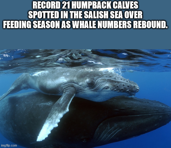 fauna - Record 21 Humpback Calves Spotted In The Salish Sea Over Feeding Season As Whale Numbers Rebound. imgflip.com