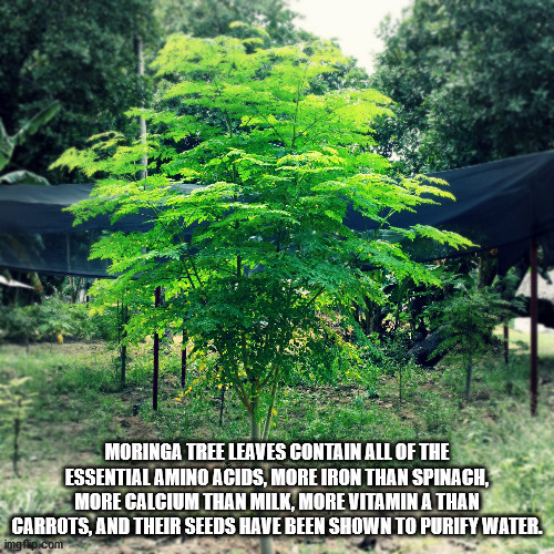 tree moringa - Moringa Tree Leaves Contain All Of The Essential Amino Acids, More Iron Than Spinach, More Calcium Than Milk, More Vitamin A Than Carrots, And Their Seeds Have Been Shown To Purify Water. imgflip.com