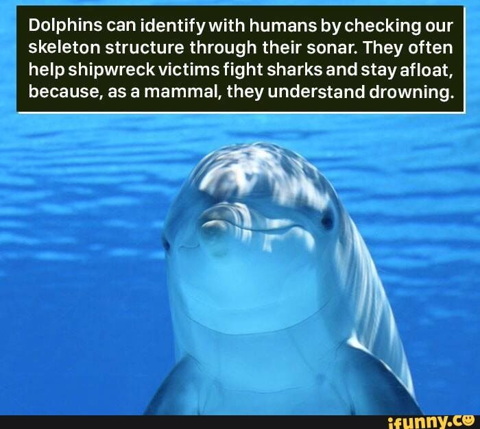 cool facts - weird facts you didn t know - Dolphins can identify with humans by checking our skeleton structure through their sonar. They often help shipwreck victims fight sharks and stay afloat, because, as a mammal, they understand drowning. ifunny.co