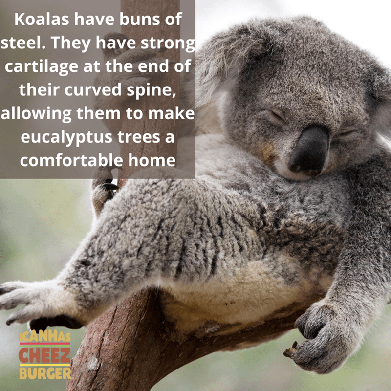 cool facts - koala png transparent - Koalas have buns of steel. They have strong cartilage at the end of their curved spine, allowing them to make eucalyptus trees a comfortable home Canhas Cheez Burger