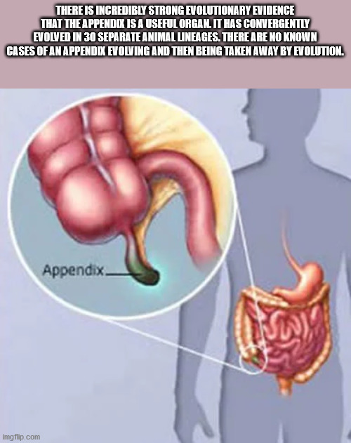 cool facts - appendix disease - There Is Incredibly Strong Evolutionary Evidence That The Appendix Is A Useful Organl It Has Convergently Evolved In 30 Separate Animal Lineages. There Are No Known Cases Of An Appendix Evolving And Then Being Taken Away By