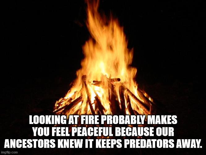 camp fire - Looking At Fire Probably Makes You Feel Peaceful Because Our Ancestors Knew It Keeps Predators Away. imgflip.com