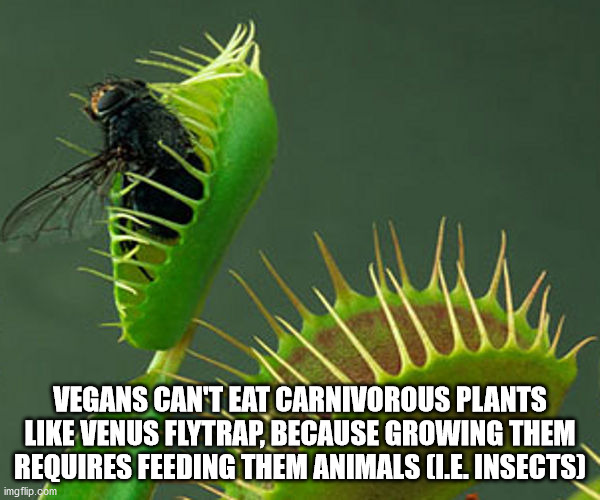 venus fly trap with fly - Vegans Can'T Eat Carnivorous Plants Venus Flytrap, Because Growing Them Requires Feeding Them Animals I.E.Insects imgflip.com