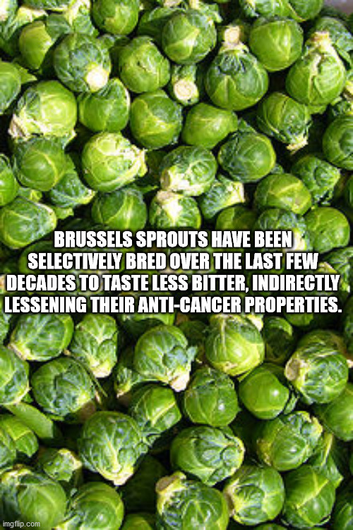 brussel sprouts - Brussels Sprouts Have Been Selectively Bred Over The Last Few Decades To Taste Less Bitter, Indirectly Lessening Their AntiCancer Properties. imgflip.com