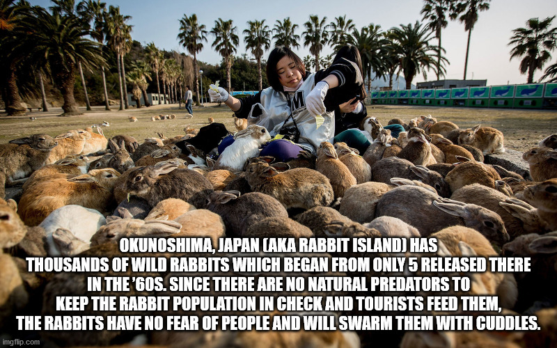 okunoshima island japan - Okunoshima, Japan Aka Rabbit Island Has Thousands Of Wild Rabbits Which Began From Only 5 Released There In The 60S. Since There Are No Natural Predators To Keep The Rabbit Population In Check And Tourists Feed Them, The Rabbits 