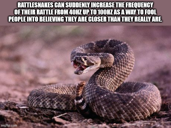 striking coiled up snake - Rattlesnakes Can Suddenly Increase The Frequency Of Their Rattle From 40HZ Up To 100HZ As A Way To Fool People Into Believing They Are Closer Than They Really Are. imgflip.com