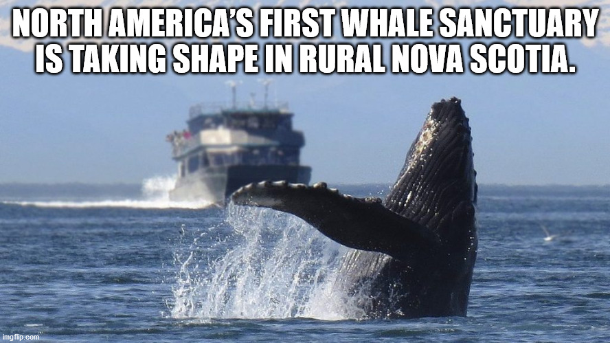 humpback whale in alaska - North America'S First Whale Sanctuary Is Taking Shape In Rural Nova Scotia. imgflip.com